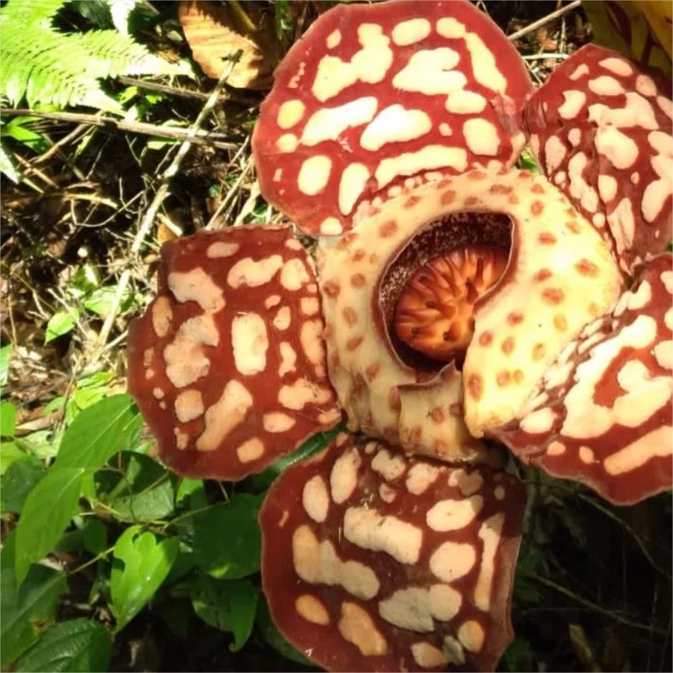 Rafflesia Hasseltii